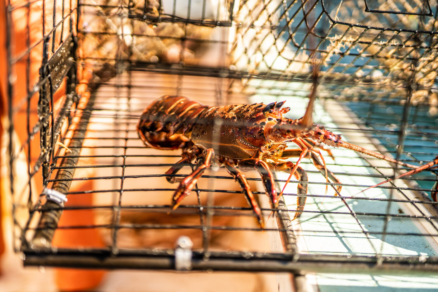 Lobster-santa-barbara-bri-dwyer