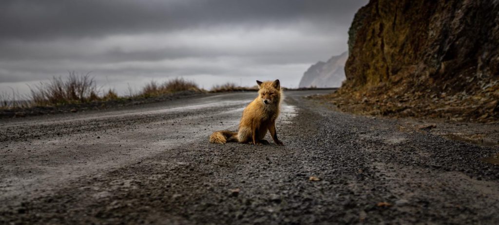 photographer bri dwyer alaska fox