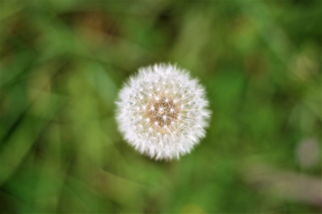 weed-flower